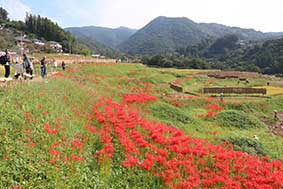 彼岸花(曼珠沙華)